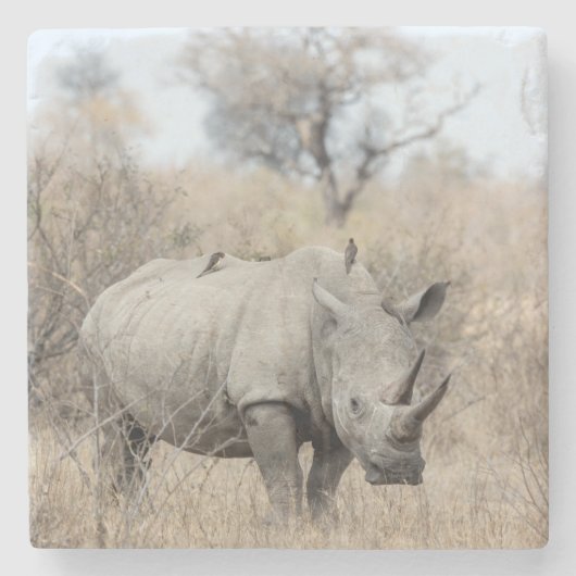 Witte Rhino Stenen Onderzetter (Voorkant)