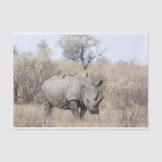 Witte Rhino Tissuepapier (Voorkant)