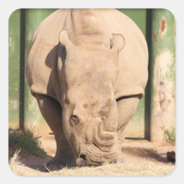 Witte rhino vierkante sticker