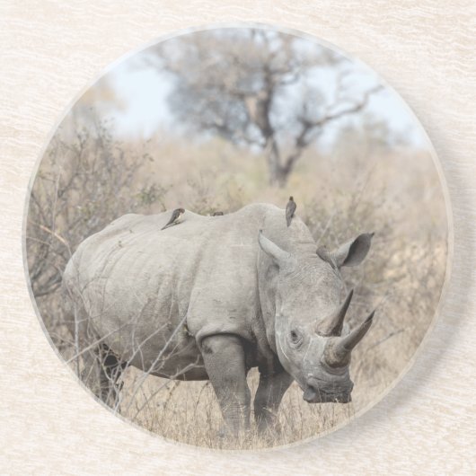 Witte Rhino Zandsteen Onderzetter (Voorkant)