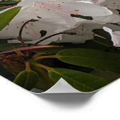 Witte Rhododendron Bloesems en Bamboehek Bloemen Poster (Hoek)