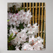 Witte Rhododendron Bloesems en Bamboehek Bloemen Poster (Voorkant)