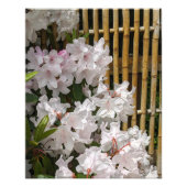 Witte Rhododendron Blooms en Bamboo Fence Floral Foto Afdruk (Voorkant)