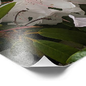 Witte Rhododendron Blooms en Bamboo Fence Floral Foto Afdruk (Hoek)