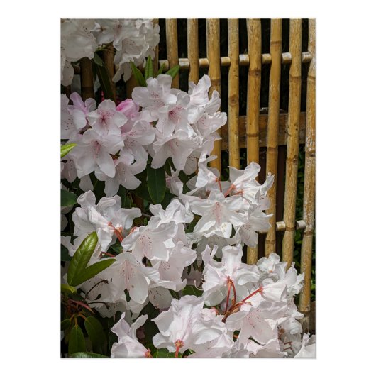 Witte Rhododendron Blooms en Bamboo Fence Floral Perfect Poster (Voorkant)