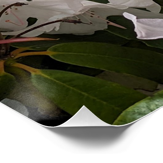 Witte Rhododendron Blooms en Bamboo Fence Floral Perfect Poster (Hoek)