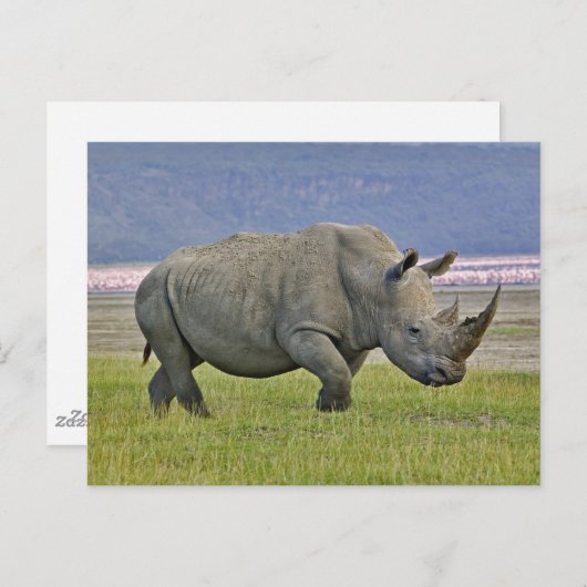 Witte rinoceros en verre Lesser Flamingos, Briefkaart (Voorkant / Achterkant)