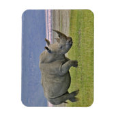 Witte rinoceros en verre Lesser Flamingos, Magneet (Verticaal)