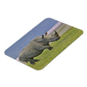 Witte rinoceros en verre Lesser Flamingos, Magneet (Linkerzijde)