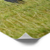 Witte rinoceros en verre Lesser Flamingos, Poster (Hoek)