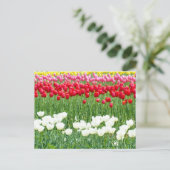 Witte, rode en gele tulpen briefkaart (Staand voorkant)