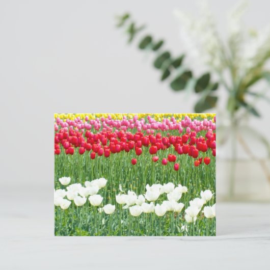 Witte, rode en gele tulpen briefkaart (Staand voorkant)