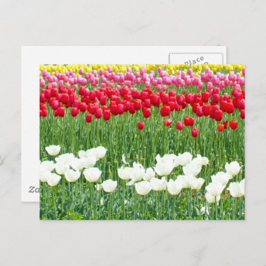 Witte, rode en gele tulpen briefkaart (Voorkant / Achterkant)