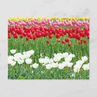 Witte, rode en gele tulpen briefkaart