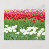 Witte, rode en gele tulpen briefkaart (Voorkant)