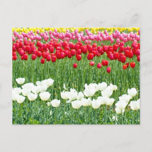 Witte, rode en gele tulpen briefkaart (Voorkant)