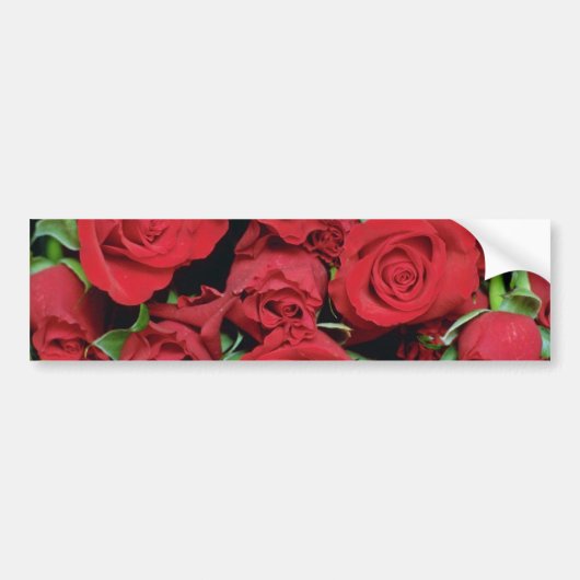 Witte rode rozen bloemen bumpersticker (Voorkant)