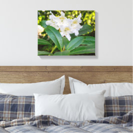 Witte Rododendron Bloemen, Allan Park, Norland Canvas Afdruk