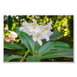 Witte Rododendron Bloemen, Allan Park, Norland Foto Afdruk