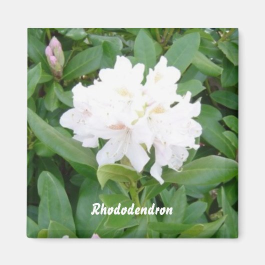 Witte Rododendron magneet (Voorkant)