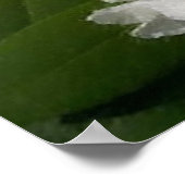 Witte rododendrons Soft Sketch Poster (Hoek)