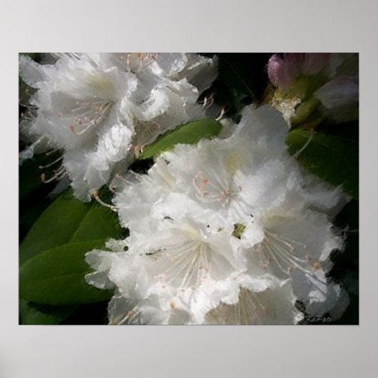Witte rododendrons Soft Sketch Poster (Voorkant)