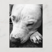 witte roeststier briefkaart (Voorkant)