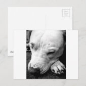 witte roeststier briefkaart (Voorkant / Achterkant)