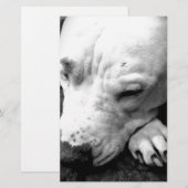 witte roeststier briefpapier (Voorkant / Achterkant)