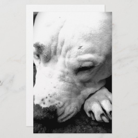 witte roeststier briefpapier (Voorkant / Achterkant)