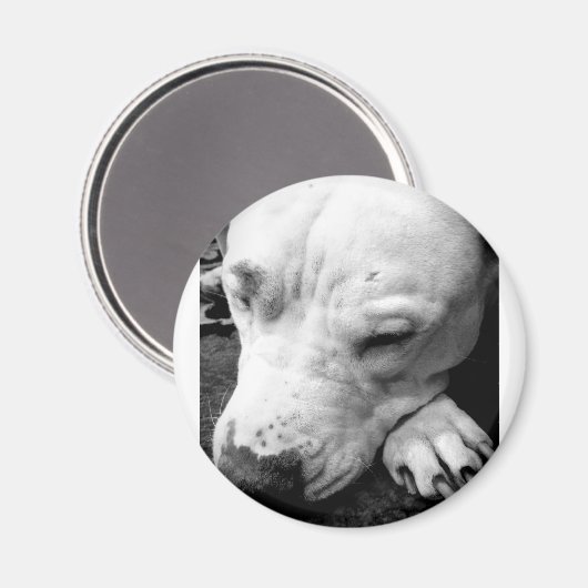 witte roeststier magneet (Voorkant / Achterkant)