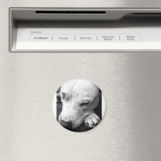 witte roeststier magneet (Insitu (Vaatwasser))