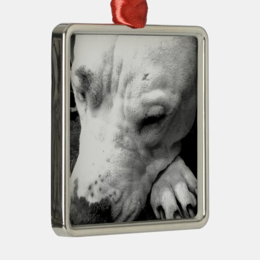 witte roeststier metalen ornament (Rechts)