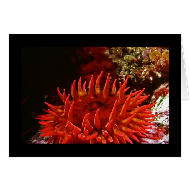 Witte Roos Anemone (Voorkant Horizontaal)