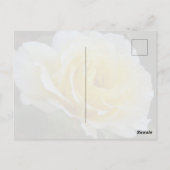 Witte roos Ansichtkaart Briefkaart (Achterkant)