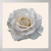 Witte roos beige bloemig poster (Voorkant)