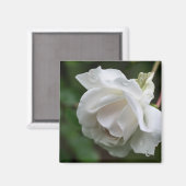 Witte Roos Bloem Fotografie Magneet (Voorkant / Achterkant)