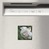 Witte Roos Bloem Fotografie Magneet (Insitu (Vaatwasser))