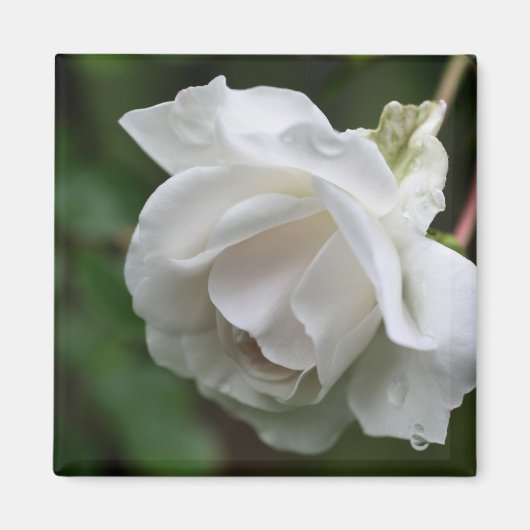 Witte Roos Bloem Fotografie Magneet (Voorkant)