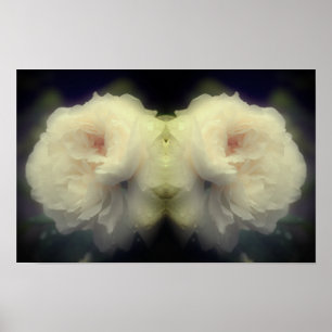 Witte Roos Bloem in Volle Bloei Spiegel Natuur Kun Poster