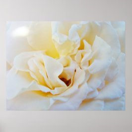 Witte Roos Bloem kunstprint Botanische Tuin Poster
