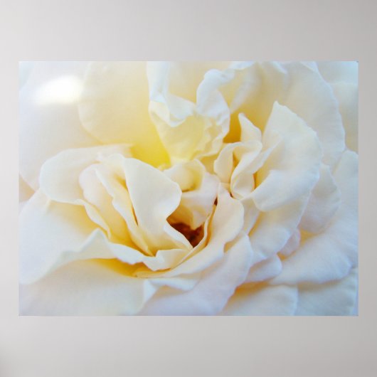 Witte Roos Bloem kunstprint Botanische Tuin Poster (Voorkant)