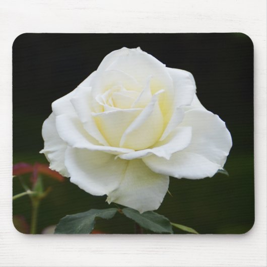 Witte roos bloem muismat (Voorkant)