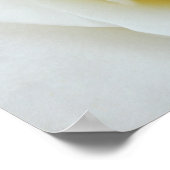 Witte roos bloem Poster (Hoek)