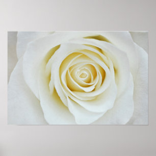 Witte roos bloem Poster