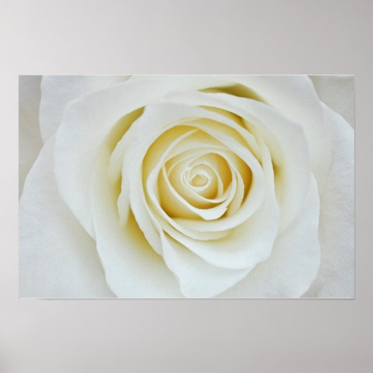 Witte roos bloem Poster (Voorkant)