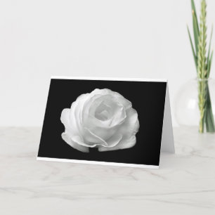 Witte Roos Bloemen Bloesems Tuin Vrede Liefde Kuns Kaart