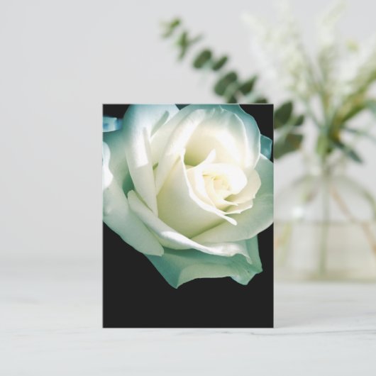 Witte roos briefkaart (Staand voorkant)