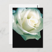 Witte roos briefkaart (Voorkant / Achterkant)
