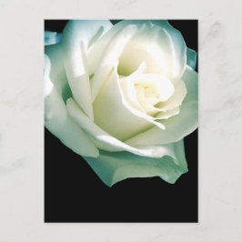 Witte roos briefkaart
